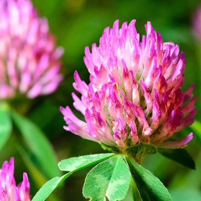 Why Is Red Clover Good For My Skin?